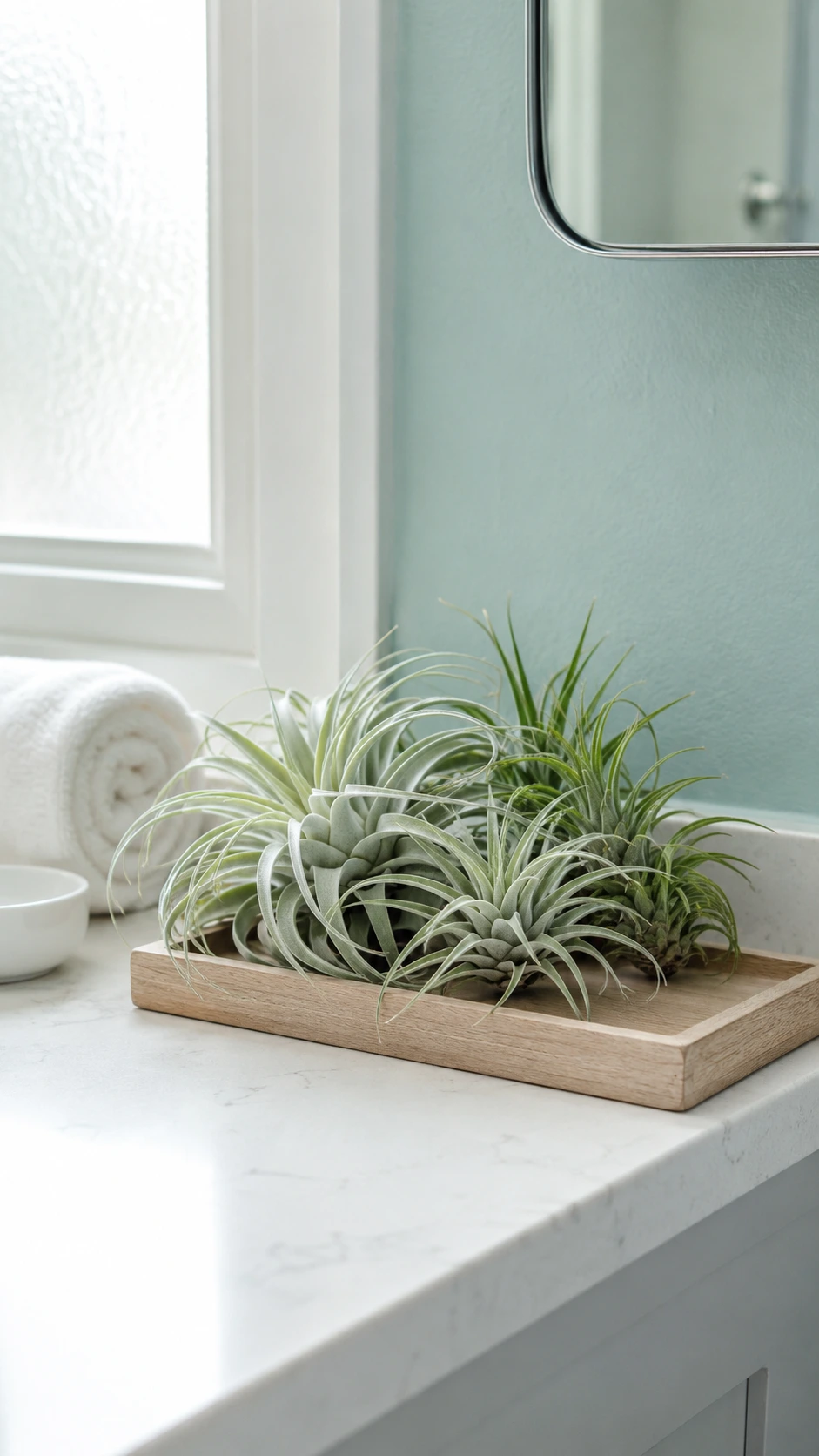 Silvery-green tillandsia air plants clustered on a pale oak wooden tray on a bathroom countertop, lit by soft natural light from a frosted window