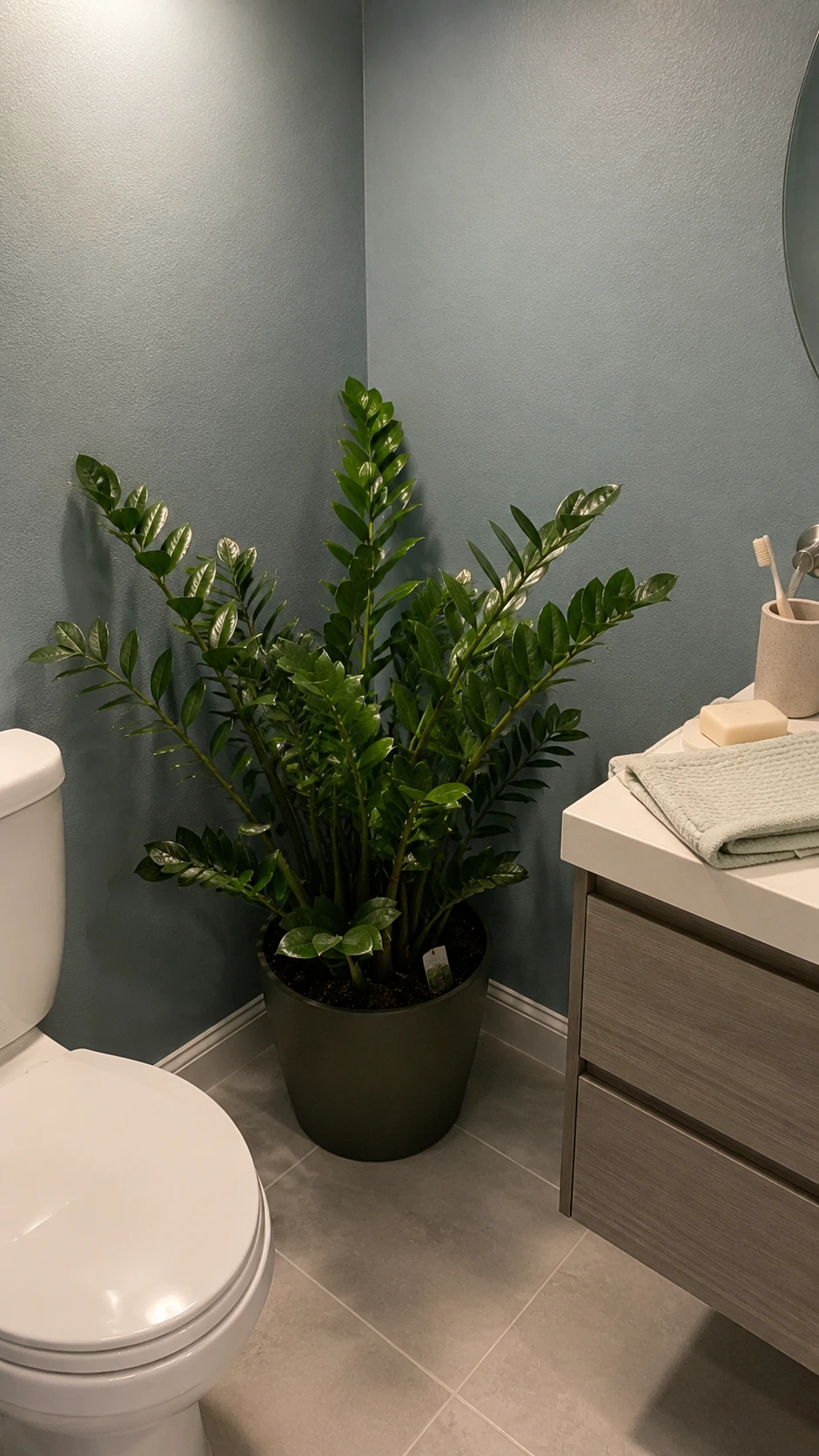 A healthy ZZ plant with thick, waxy dark green leaves thriving on a bathroom floor under soft overhead light — proof this low-light plant works in windowless bathrooms