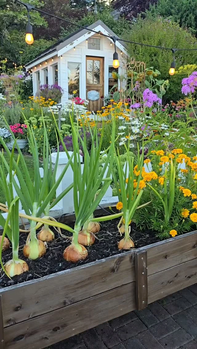 5- Grow Onions in Clear Rows