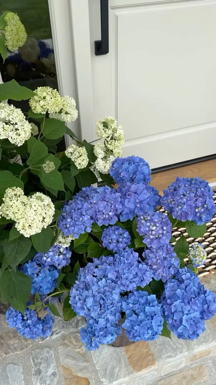 6- Let Blue Hydrangeas Lead
